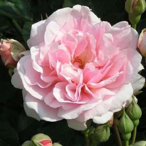FELICIA (Hybrid Musk)